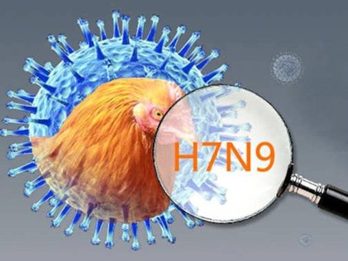 Phòng bệnh cúm A (H7N9)
